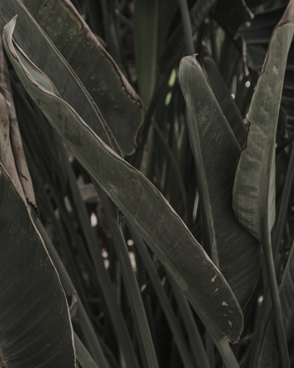 Amara Web_2